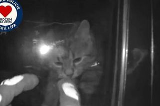 Kocour byl dva dny zavřený v autě na sídlišti v České Lípě. Zasáhli strážníci